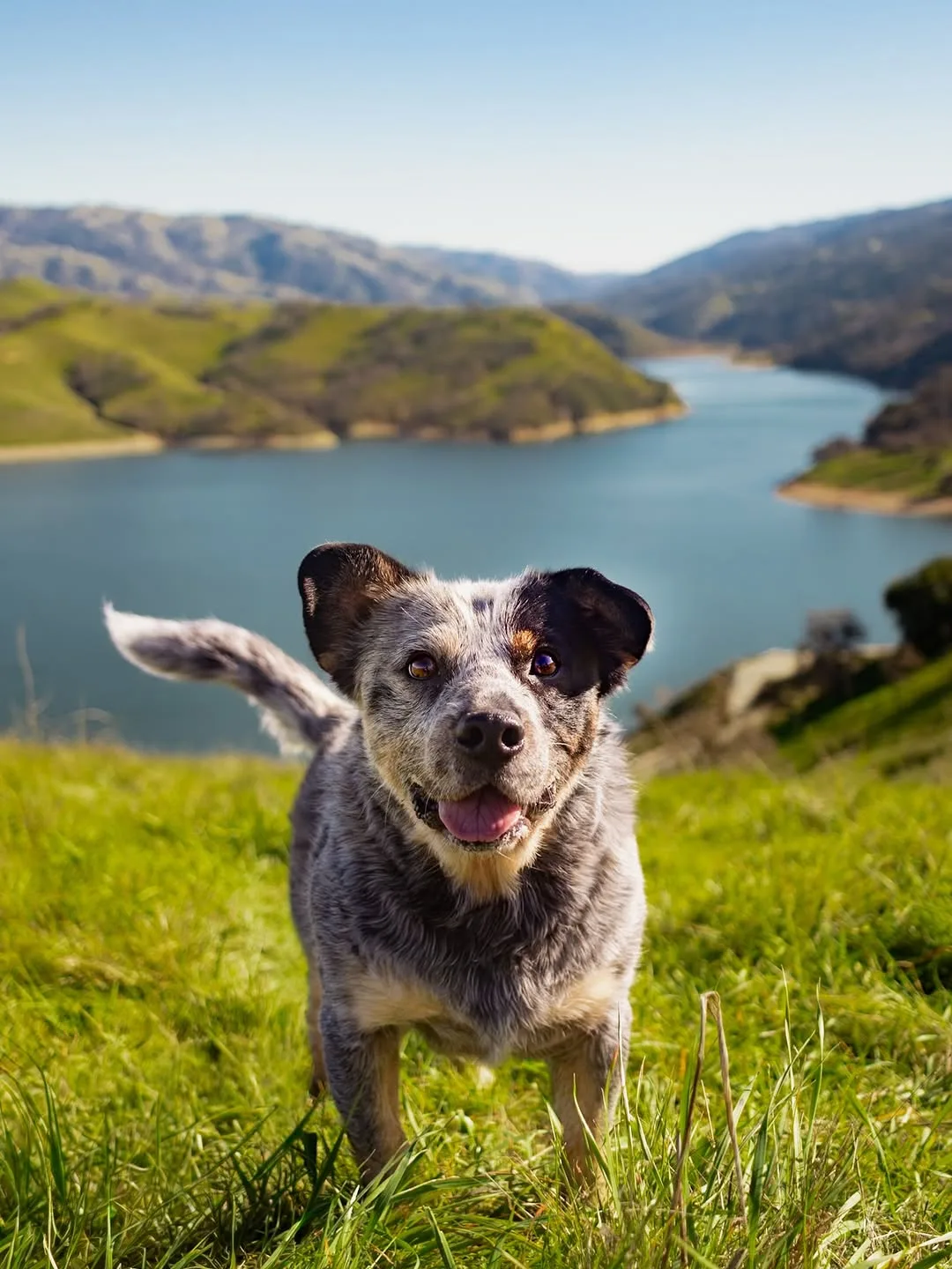 Monty the Cuddle Dog